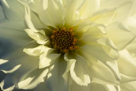 White flower Stock Photos