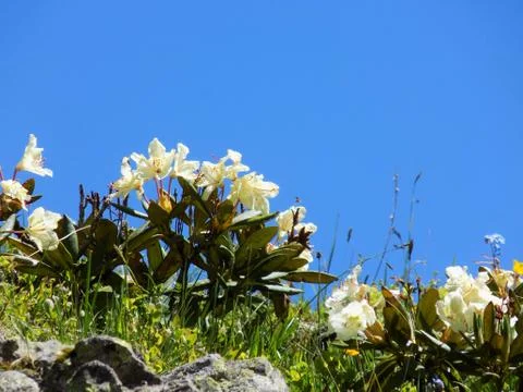 White flower Stock Photos