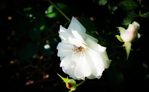 WHITE FLOWER Stock Photos