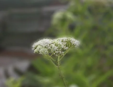 White Flower Photos
