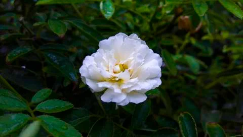 White Flower Foto stock
