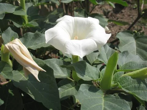 White flower Stock Photos