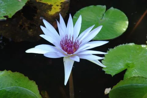 White flower Stock Photos