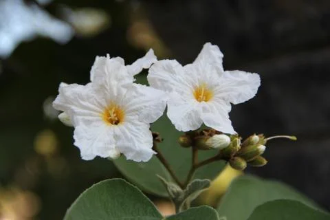 White flower Stock Photos