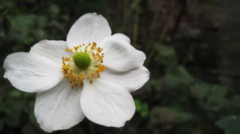 White Flower Stock Photos