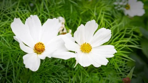 White Flower Stock Photos