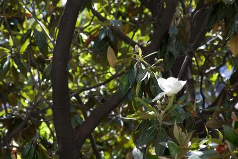 White flower Stock Photos