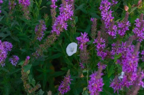 White flower Stock Photos