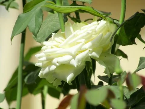 A white flower 스톡 사진
