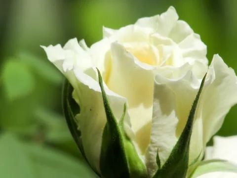 A white flower Stock Photos