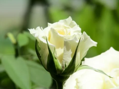 A white flower Stock Photos
