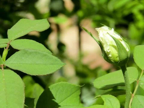 A white flower Stock Photos