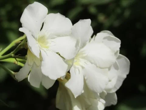 A white flower Stock-Fotos