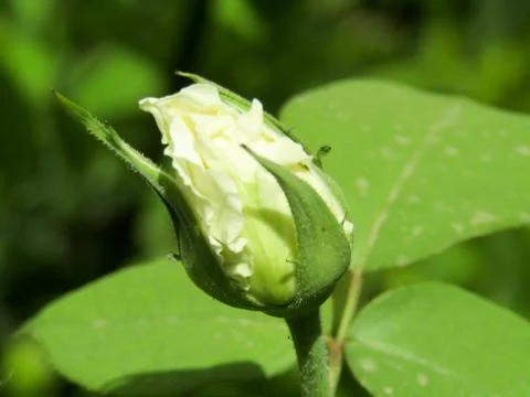 A white flower Stock Photos