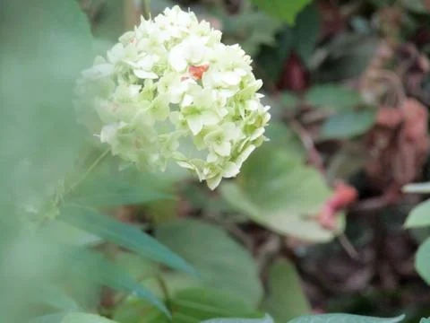 A white flower Stock-Fotos