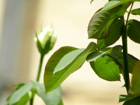 A white flower Stock Photos