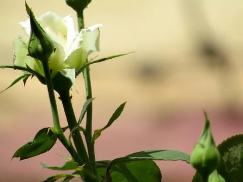 A white flower Stock Photos