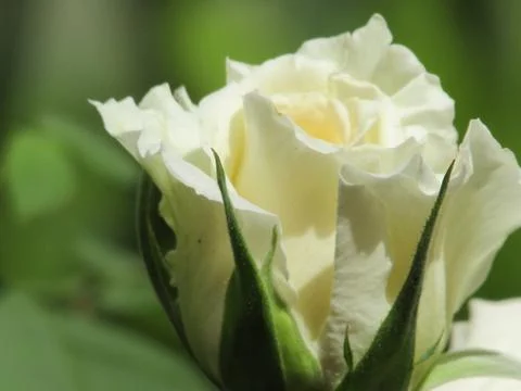 A white flower Stock Photos