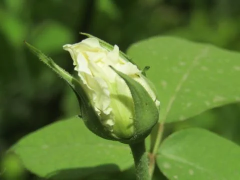 A white flower Stock Photos