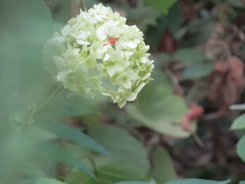 A white flower Stock Photos
