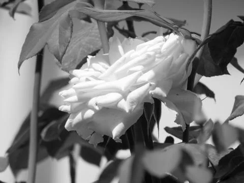 A white flower Stock Photos