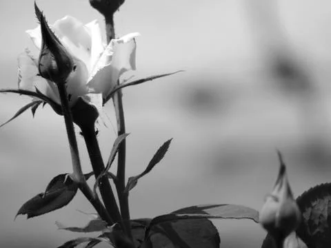 A white flower Stock Photos