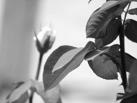 A white flower Stock Photos