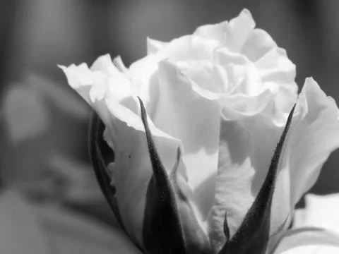 A white flower Stock Photos