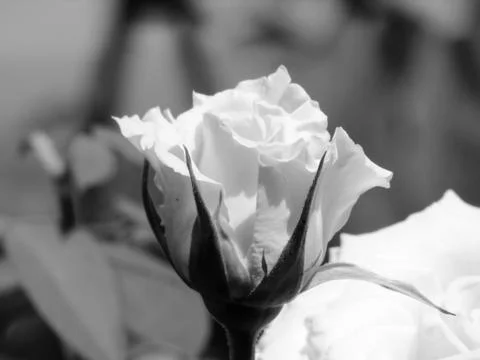 A white flower Stock Photos