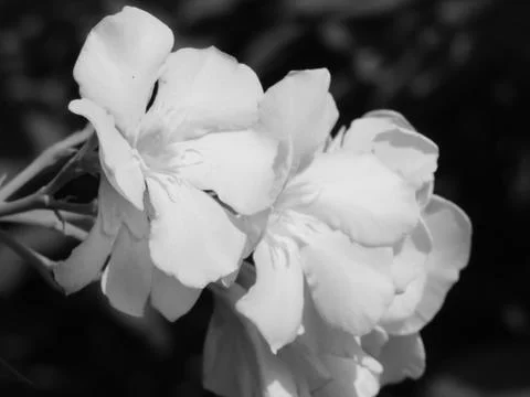 A white flower Stock Photos