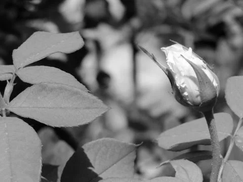 A white flower Stock Photos