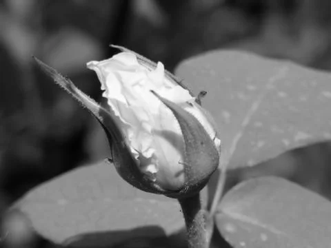 A white flower Stock Photos