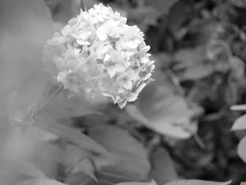 A white flower Stock-Fotos