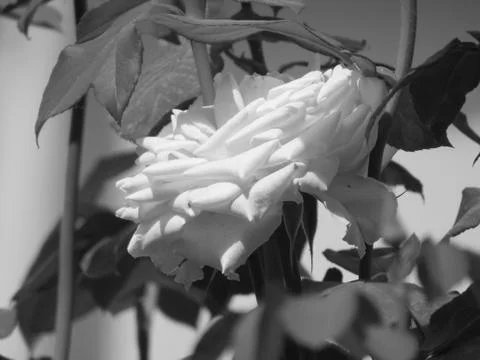 A white flower Stock Photos