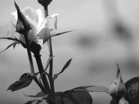 A white flower Stock Photos