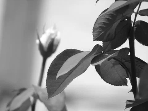 A white flower Stock Photos