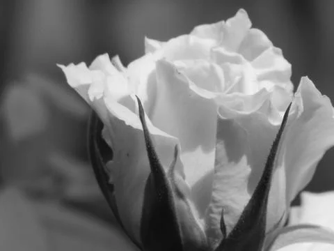 A white flower Stock Photos