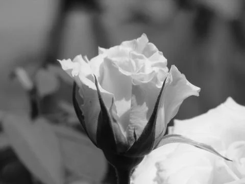 A white flower Stock Photos