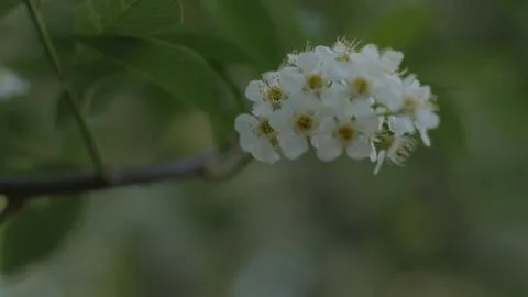 White flower Stock Photos