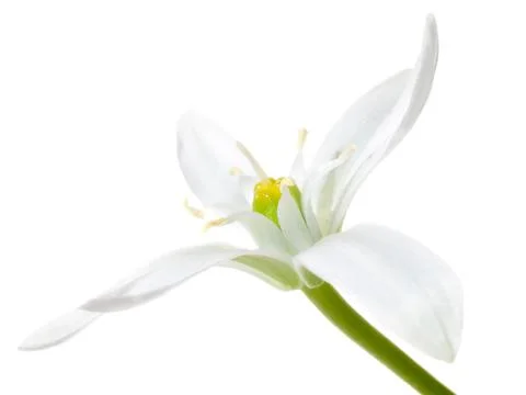 White flower. Stock Photos