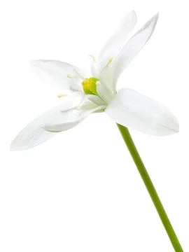 White flower. Stock Photos