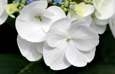 White flower Stock Photos