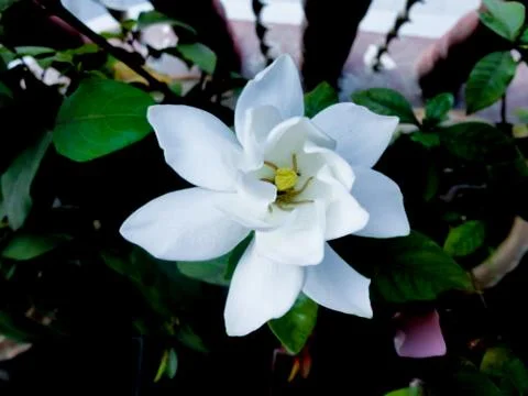 White flower Stock Photos