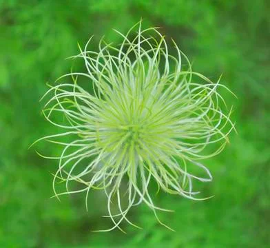 White flower Stock Photos