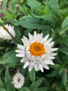White flower 库存照片