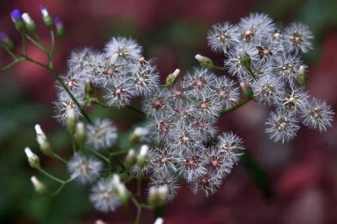 White flower Stock Photos
