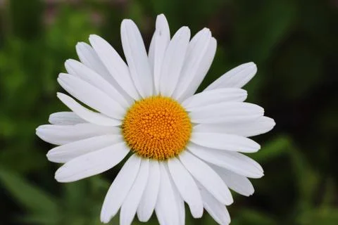 White flower Stock Photos