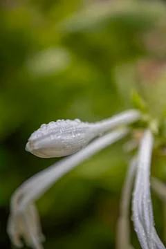 White flower Stock Photos