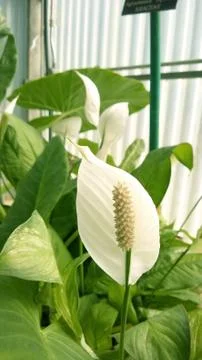 White flower Stock Photos