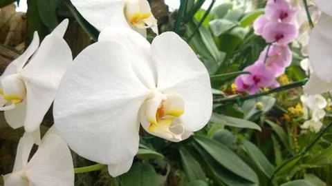 White flower Stock Photos